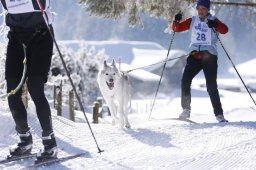 Lenk 2013